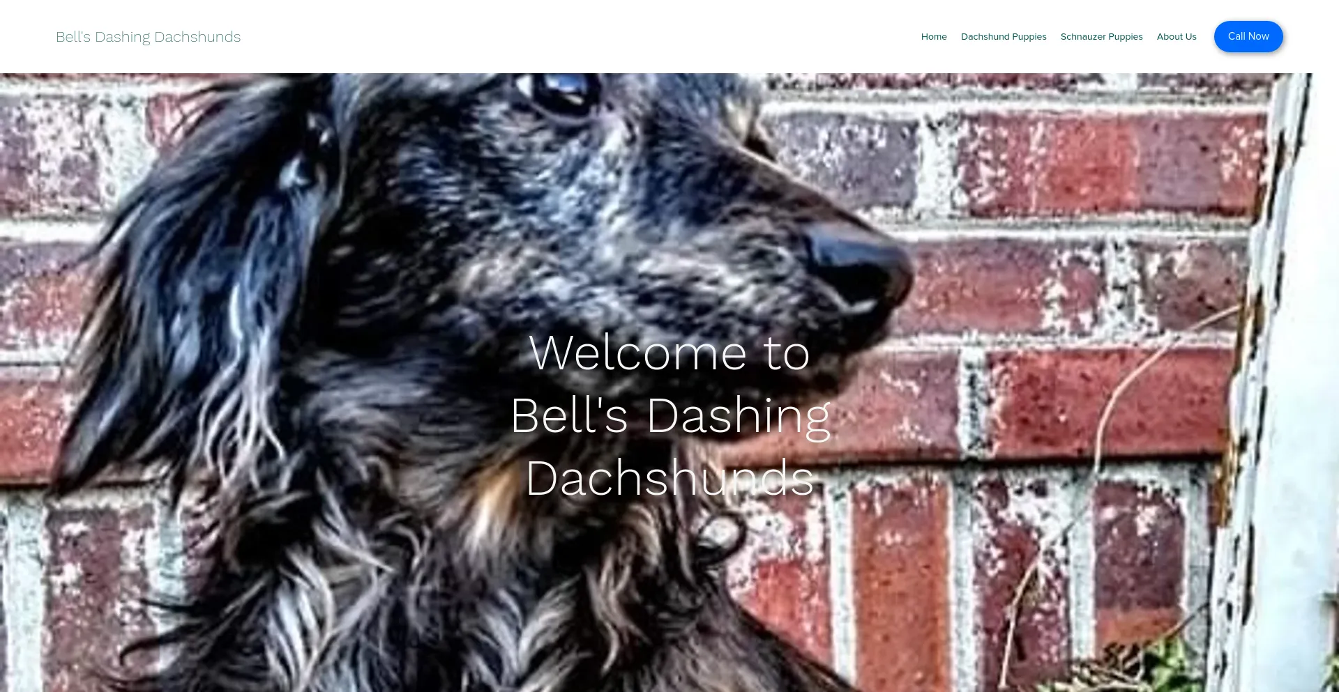 Screenshot of bellsdashingdachshunds.com homepage